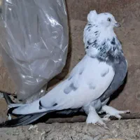 کبوتر پر اصفهانی صداکن|پرنده|لاران, |دیوار