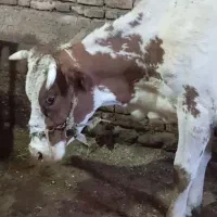 فروش گاو آبستن