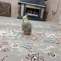 پرنده|پرنده|مریوان, |دیوار