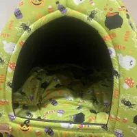 گوربه گربه بریتیش آرام|گربه|بوشهر, |دیوار