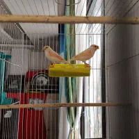 یک جفت قناری موزاییکی|پرنده|فردیس, فردیس|دیوار