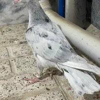 جوجه سار