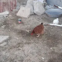 مرغ تخم گزار شرطی