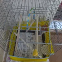 عروس هلندی