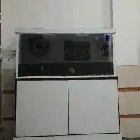 آکواریوم|ماهی|تربت جام, جامی|دیوار