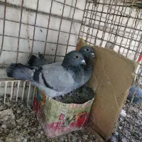 کفتر مسافتی بهشرط پرش و غریب و بهبهانی