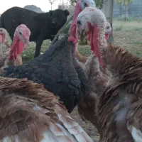 بوقلمون ارگانیک|حیوانات مزرعه|لاران, |دیوار