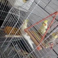 باسلامجوجهعروسهلندیرامدستیلوتینوخاکستری|پرنده|جیرفت, |دیوار