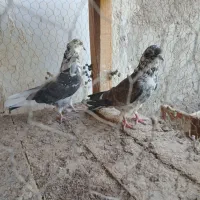 کفتر اصیل کاشان
