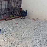 مرغ|حیوانات مزرعه|مسجد سلیمان, |دیوار