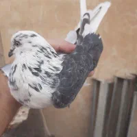 کبوتر کفتر