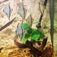 ماهی انجل مونو تایگر