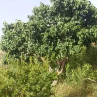 باغ انار فروشی و اجاره