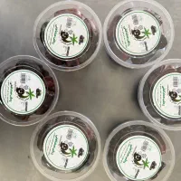 فروش خرما ی مضافتی بم بصورت تک وعمده|خوردنی و آشامیدنی|تهران, وحیدیه|دیوار