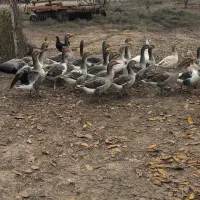 غاز محلی باقیمت مناسب