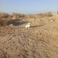 سگ توله پامر