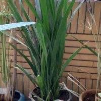 گلدون خرما وپایه گل