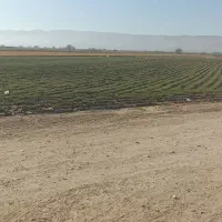 کاه گندم درجه یک..