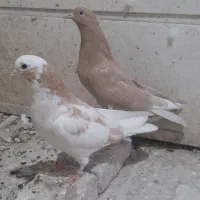 کفتر جوجه  دولاب