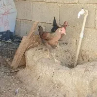 خروس