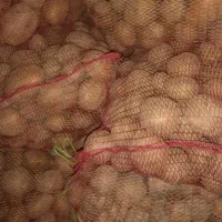 فروش سیب بذری