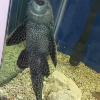 گربه ماهی بزرگ