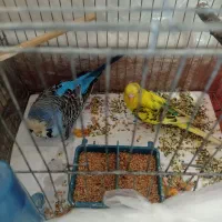 مرغ عشق هلندی|پرنده|خدا آفرین, |دیوار