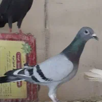 کبوتر ماده پلاکی و ماده سرور دورگ