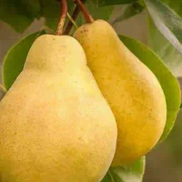 تولید نهال گلابی شاه میوه