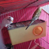 مرغ عشق دستی|پرنده|خمینی‌شهر, |دیوار