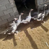 فروش چند عدد غاز