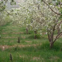 فروش باغ سپیدان برشنه بین ۱۰۰۰ متر تا ۳۷۰۰ متر