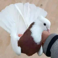 کبوتر طوقی تار شده