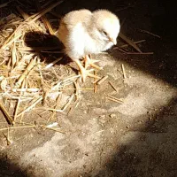 جوجه محلی اصل