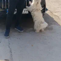 شیتزو|سگ|کازرون, |دیوار