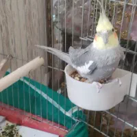 عروس هلندی نر