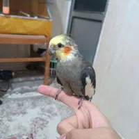 عروس هلندی سخنگو دستی