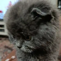 گربه اسکاتیش فولد وارداتی