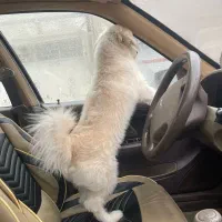 واگذاری سگ|سگ|رشت, پل تالشان|دیوار