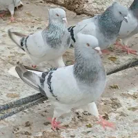 دسته سبز دم سفید