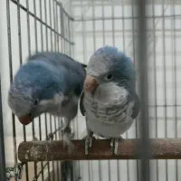 یک جفت راهب بالغ