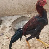 خروس لاری با اصل ونصب