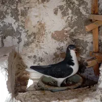 کبوتر|پرنده|آبیک, |دیوار