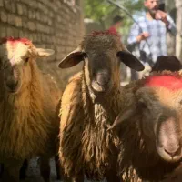 اصیل ترین نژاد گوشتی افشاری مغانی جهت کشتار