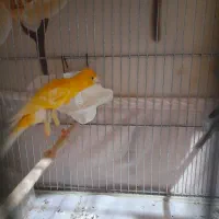 تعدادی قناری نر وماده اماده