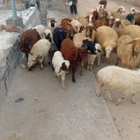 گوسفند بره|حیوانات مزرعه|جوانرود, |دیوار