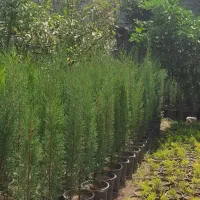 لاوسون ،سروشیراز ،پالم ،افرا|گل و گیاه طبیعی|رودسر, |دیوار