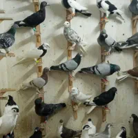 چخ کفتر سارشازده سوسکی پولک ابلغ قره طوقی ساده