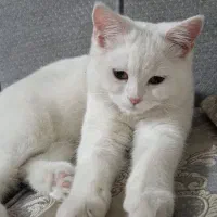 گربه بریتیش نر۴ ماهه با تمام وسایل|گربه|ری, دولتآباد|دیوار