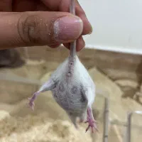 موش آزمایشگاهی|موش و خرگوش|تهران, شیخ هادی|دیوار